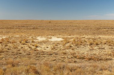 Kazakistan 'ın Aral bölgesinde sonbaharda çöl bozkırları, kuru otlar