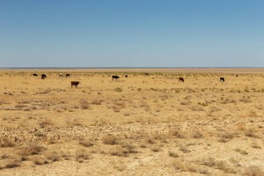 Bir inek sürüsü Kazakistan 'ın bozkırlarında otluyor..
