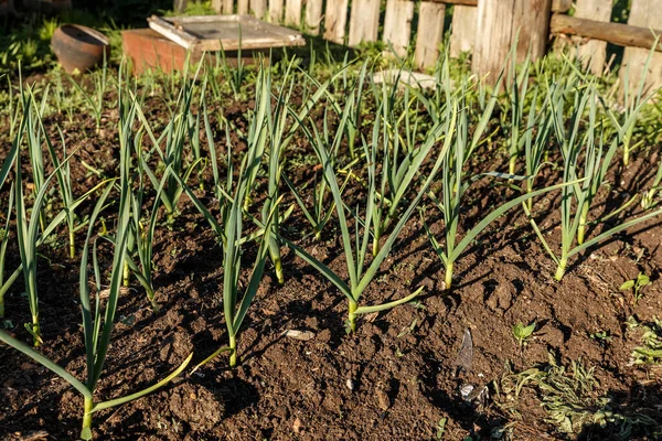 Πράσινο Σκόρδο Μεγαλώνει Ένα Κρεβάτι Έναν Κήπο — Φωτογραφία Αρχείου