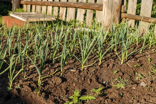 Zielony Czosnek Rośnie Łóżku Ogrodzie Mała Plantacja Czosnku — Zdjęcie stockowe