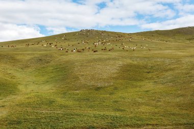 Moğolistan 'da bir otlakta koyun ve keçi sürüsü