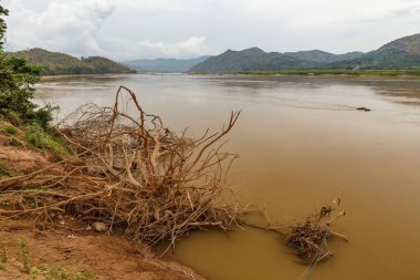 Sudaki kuru ağaç kökleri, Mekong nehri, Laos..