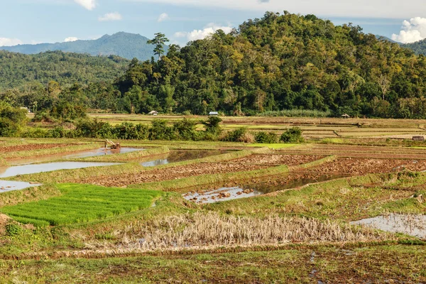 Rice Paddy Preparing Fields Planting Rice Laos — Stock Photo, Image