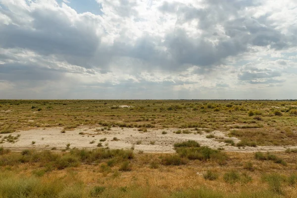 Arbusto Hierba Estepa Cerca Del Río Syr Darya Kazajstán — Foto de Stock
