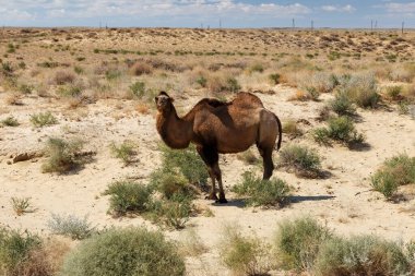 Camelus bactrianus. Kazakistan çölünde Bactarian devesi. Kyzylorda Bölgesi Aral Bölgesi.