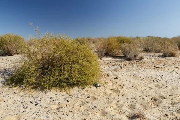 Grüne Büsche Der Sandwüste Kasachstan — Stockfoto