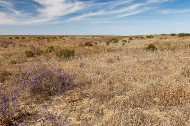 Kazakistan 'da bozkır. Kuru çimenler ve bozkırda çiçek açan çalılar..