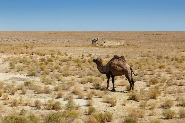Camelus Bactrianus Бактарский Верблюд Пустыне Казахстана — стоковое фото
