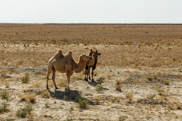Dos Camellos Bactrianos Caminan Por Desierto Arena Kazajstán — Foto de Stock