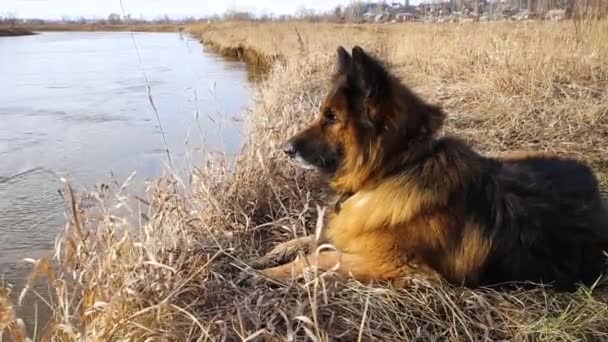 Γερμανός Βοσκός Κοιτάζει Νερό Στο Ποτάμι Σκύλος Κείτεται Στην Ακτή — Αρχείο Βίντεο