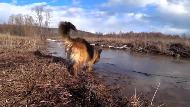 Schäferhund Läuft Frühjahr Ufer Des Baches Entlang Der Hund Läuft — Stockvideo