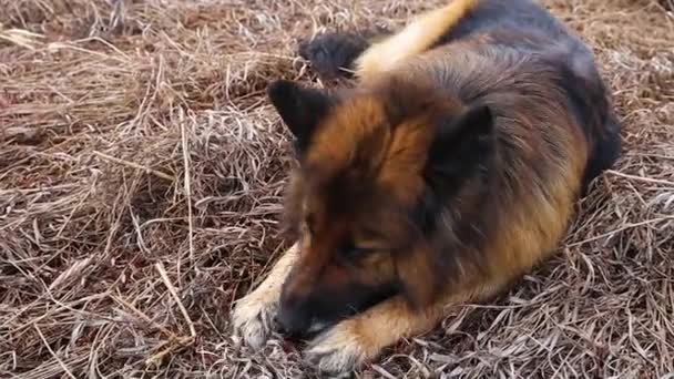 Duitse Herder Hond Ligt Het Gras Knabbelt Een Stok — Stockvideo