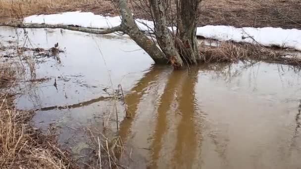 Весняний Потоп Вода Затопила Дерево Біля Річки Навесні — стокове відео