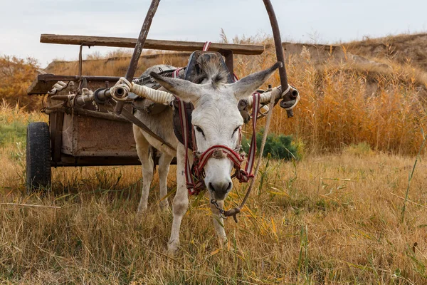 A white donkey harnessed to an iron cart stands in a field.