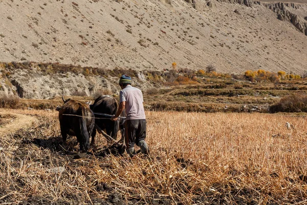 尼泊尔男人用公牛犁田 下Mustang的Kagbeni村 尼泊尔 — 图库照片