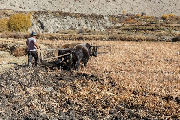 Kagbeni Distrito Mustang Nepal Novembro 2016 Nepalês Limpa Seu Campo — Fotografia de Stock