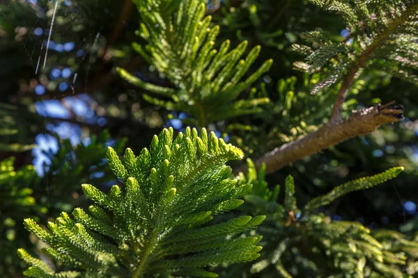 Green Spruce Branch Tree Branch Forest — Stock Photo, Image