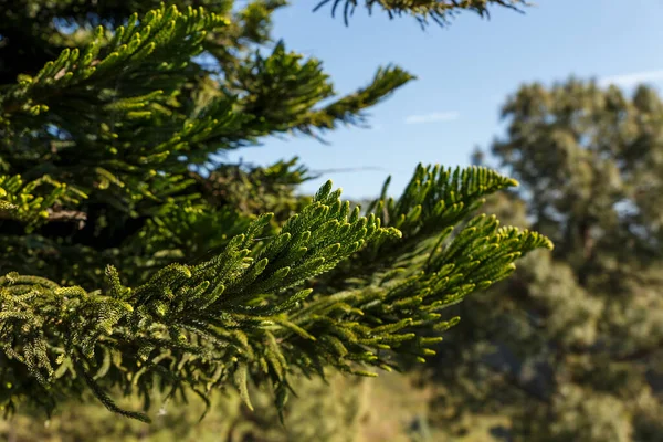 Green spruce branch. — Stock Photo, Image