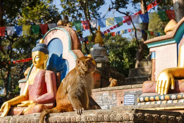 Un singe assis près des statues de Bouddha . — Photo