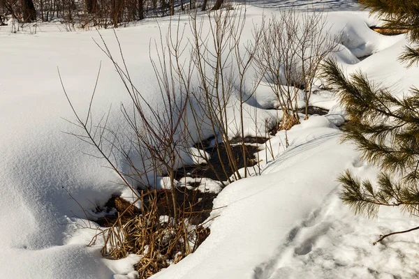 Snow melts in the sun in spring. Between the snowdrifts a puddle is visible in the spring forest.