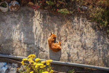 Kırmızı köpek bahçede bir patikada uyuyor..