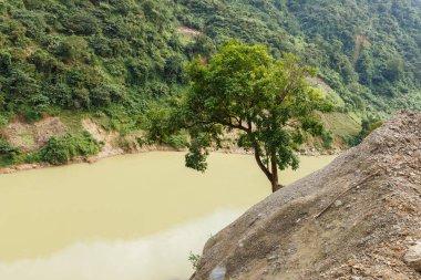 Nam na Nehri. Kayalık bir sahilde yalnız bir ağaç. Lai Chau bölgesi. Vietnam