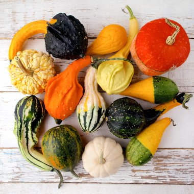 Sonbaharda hasat parlak dekoratif balkabağı. Üstten Görünüm. Düz yatıyordu.