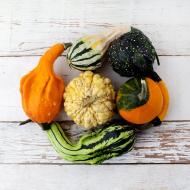 Sonbaharda hasat parlak dekoratif balkabağı. Üstten Görünüm. Düz yatıyordu.