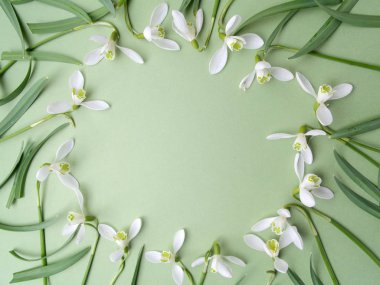 Yeşil bir arka plan üzerinde beyaz kardelen çiçekli çerçeve. Düz yatıyordu. Üstten Görünüm