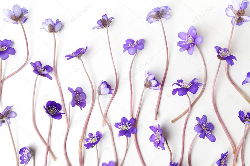 blue viola flowers on white background. Flat lay, top view