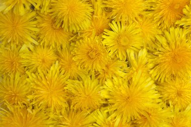 sarı çiçek arka plan. Düz yatıyordu.