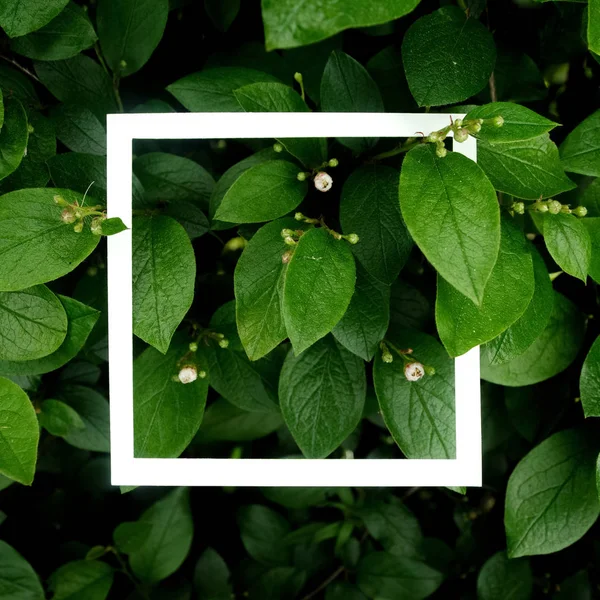 Kreative Gestaltung aus Blättern mit weißem Papierrahmen. flach lag. Naturkonzept — Stockfoto