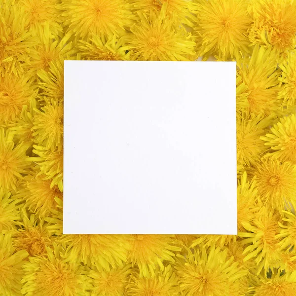Біла рамка на фоні жовтих квітів. Весна, літня концепція. Плоский прошарок, вид зверху — стокове фото