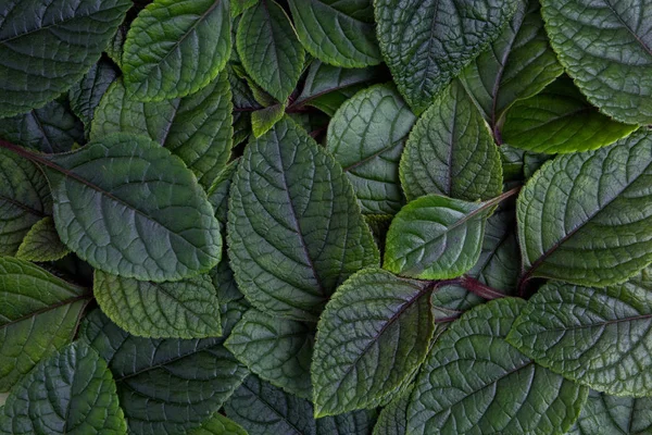 Layout creativo fatto di foglie verdi. Piatto. Sfondo della natura — Foto Stock