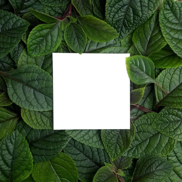 Layout creativo fatto di foglie con nota di carta di carta. Piatto. Concetto natura — Foto Stock