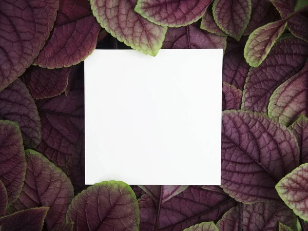 Creatieve lay-out gemaakt van bladeren met papieren kaart nota. Plat gelegd. Natuurconcept — Stockfoto