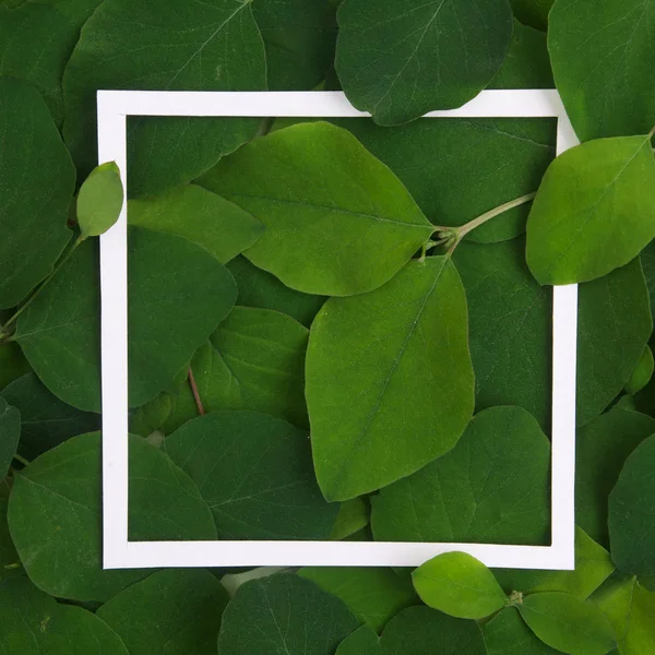 Creative layout made leaves with white paper frame. Flat lay. Nature concept — Stock Photo, Image