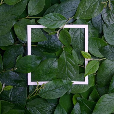 Yaratıcı düzeni yapılmış beyaz kağıt çerçeve ile bırakır. Düz yatıyordu. Doğa kavramı