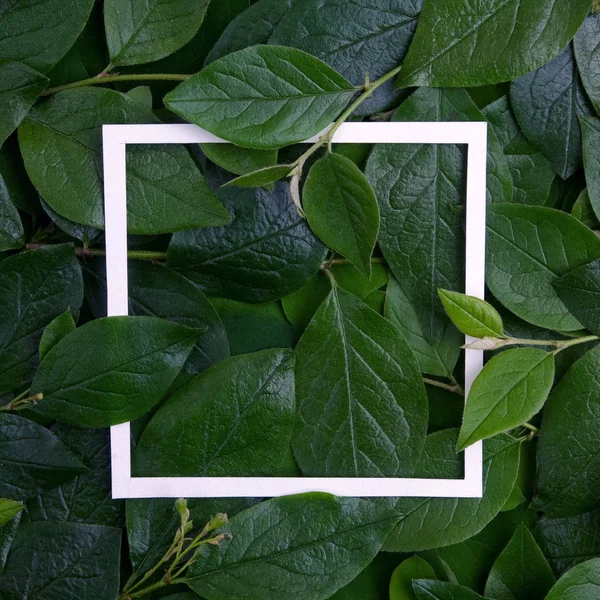 Kreative Gestaltung aus Blättern mit weißem Papierrahmen. flach lag. Naturkonzept — Stockfoto