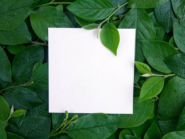 Kreatywny układ z liści z kartką papierową. Leżeć płasko. Pojęcie natury — Zdjęcie stockowe