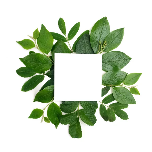Fresh green leaves borderon white. Flat lay. Top view. — Stock Photo, Image