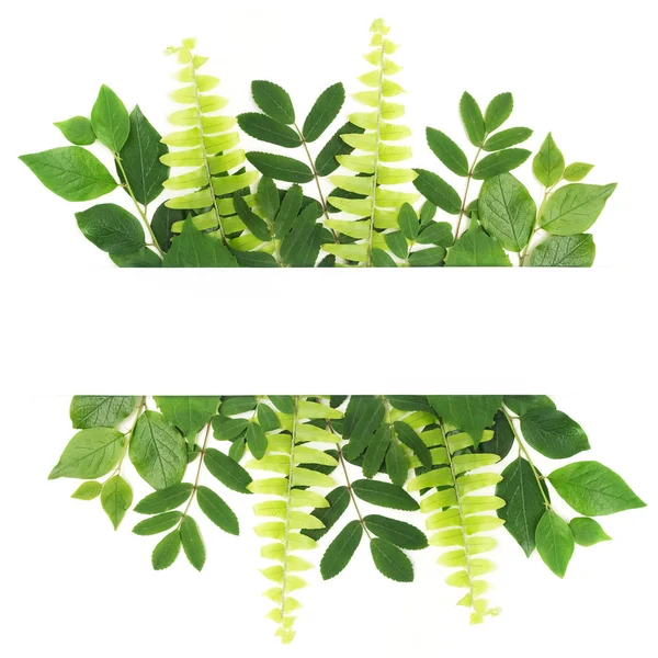 Fresh green leaves borderon white. Flat lay. Top view. — Stock Photo, Image