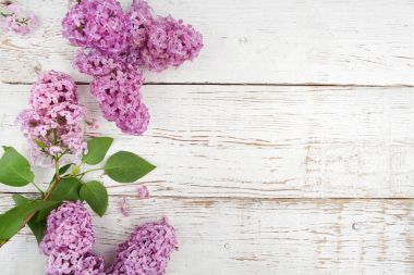 Beyaz ahşap arka plan bahar Eflatun çiçekler. Üstten Görünüm, düz yatıyordu
