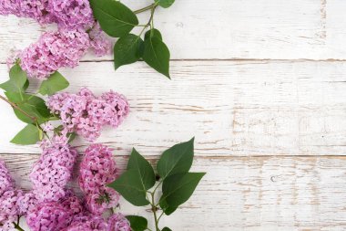 Beyaz ahşap arka plan bahar Eflatun çiçekler. Üstten Görünüm, düz yatıyordu