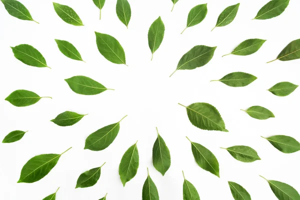 Feuilles vertes comme cadre sur fond de papier blanc. Pose plate — Photo
