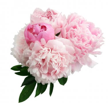 Beyaz arkaplanda izole edilmiş pembe şakayık çiçeği