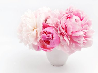 Açık renkli güzel pembe Peonie çiçek
