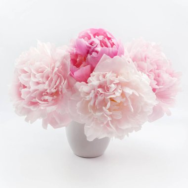 Açık renkli güzel pembe Peonie çiçek