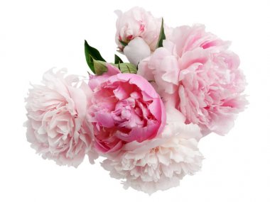 Beautiful pink Peonie flower on light background clipart
