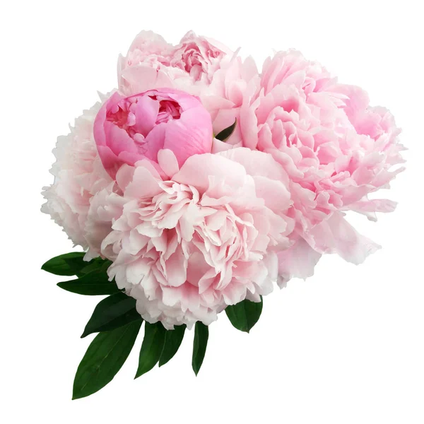 Beyaz arkaplanda izole edilmiş pembe şakayık çiçeği